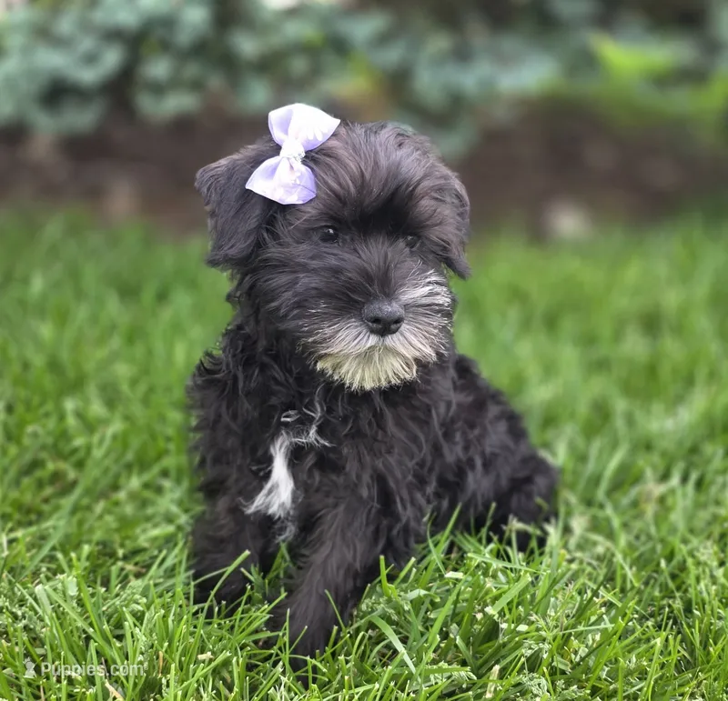 Sassy, a female Miniature Schnauzer for sale in Woodburn, IN – 1 of 5