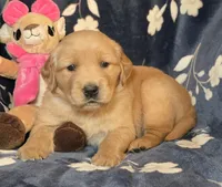 Willow, a female Golden Retriever for sale in Woodburn, IN – Photo 3 of 4