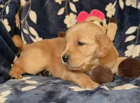 Willow, a female Golden Retriever for sale in Woodburn, IN – Photo 4 of 4