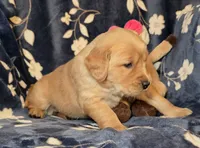 Willow, a female Golden Retriever for sale in Woodburn, IN – Photo 2 of 4