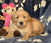 Willow, a female Golden Retriever for sale in Woodburn, IN – Photo 1 of 4