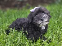 Sassy, a female Miniature Schnauzer for sale in Woodburn, IN – 5 of 5