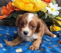 Ethan , a male Cavapoo for sale in Woodburn, IN – 2 of 4