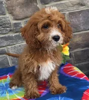 Korbin, a male Cavapoo for sale in Woodburn, IN – 2 of 3
