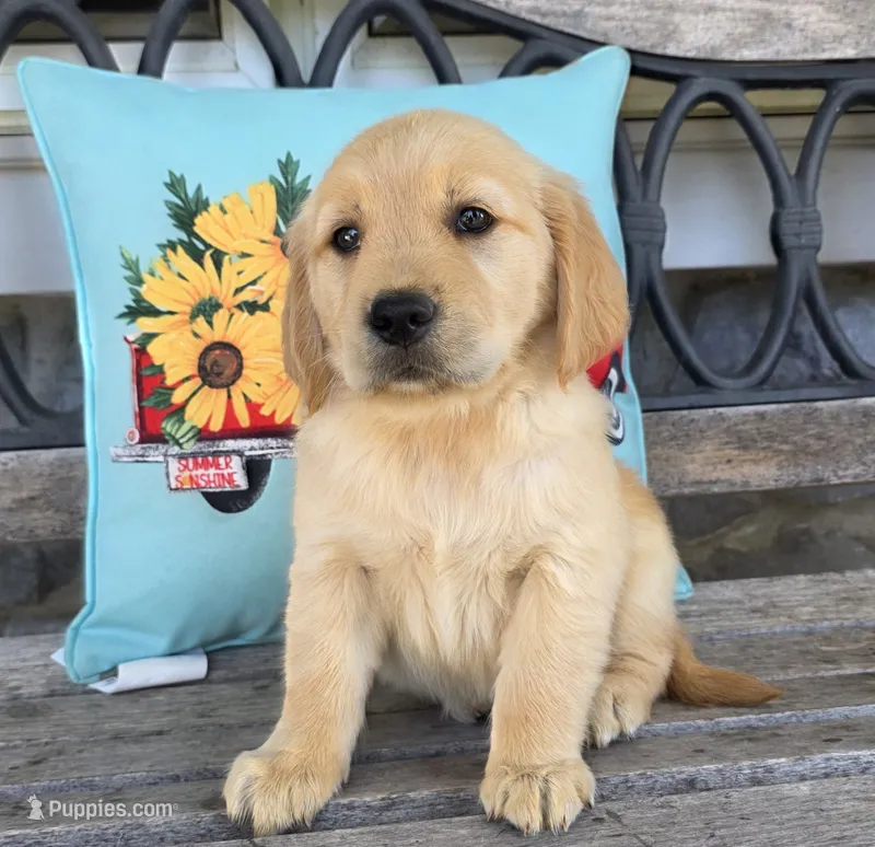 Oakley  – Golden Retriever puppy for sale in Woodburn, IN