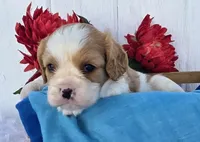 Solly, a male Cavalier King Charles Spaniel for sale in Woodburn, IN – 2 of 5