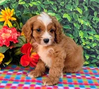 Kady, a male Cavapoo for sale in Woodburn, IN – 2 of 4