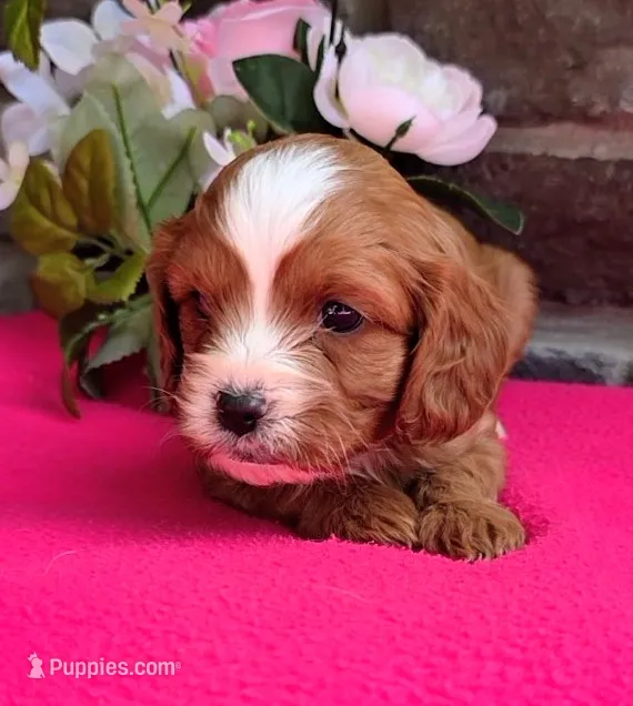 Emma – Cavapoo puppy for sale in Woodburn, IN