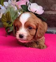 Emma, a female Cavapoo for sale in Woodburn, IN – 1 of 4