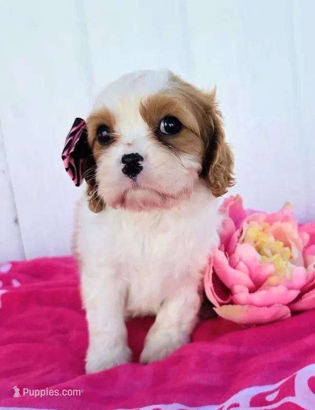 Cora – Cavalier King Charles Spaniel puppy for sale in Woodburn, IN