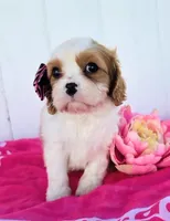 Cora, a female Cavalier King Charles Spaniel for sale in Woodburn, IN – 1 of 4