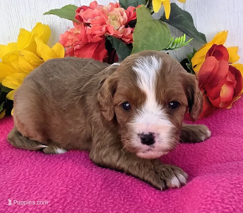 Kayla – Cavapoo puppy for sale in Woodburn, IN