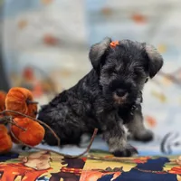Pookie, a female Miniature Schnauzer for sale in Woodburn, IN – 4 of 4