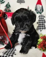 Holly, a female Miniature Schnauzer for sale in Woodburn, IN – Photo 4 of 4