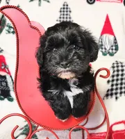 Holly, a female Miniature Schnauzer for sale in Woodburn, IN – Photo 2 of 4