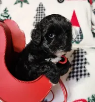 Holly, a female Miniature Schnauzer for sale in Woodburn, IN – Photo 3 of 4