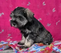 Sprinkles, a female Miniature Schnauzer for sale in Woodburn, IN – Photo 2 of 3