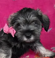 Sprinkles, a female Miniature Schnauzer for sale in Woodburn, IN – Photo 1 of 3