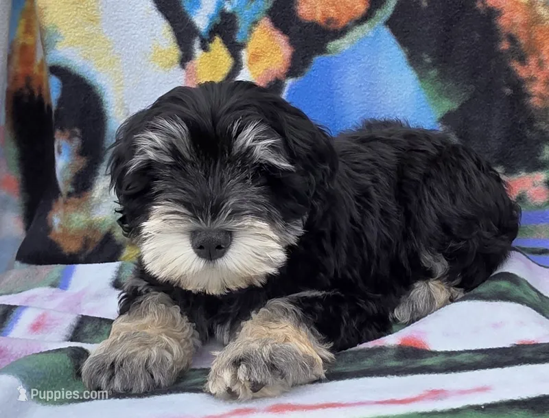 Cooper – Miniature Schnauzer puppy for sale in Woodburn, IN