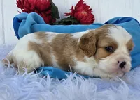 Solly, a male Cavalier King Charles Spaniel for sale in Woodburn, IN – 5 of 5