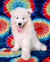 Reef, a male Samoyed for sale in Woodburn, IN – 1 of 6