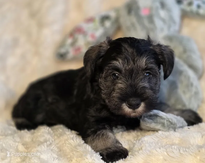 Alvin – Miniature Schnauzer puppy for sale in Woodburn, IN