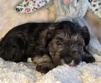Alvin, a male Miniature Schnauzer for sale in Woodburn, IN – Photo 2 of 4