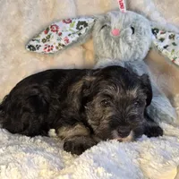 Alvin, a male Miniature Schnauzer for sale in Woodburn, IN – Photo 4 of 4