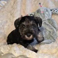 Alvin, a male Miniature Schnauzer for sale in Woodburn, IN – Photo 3 of 4