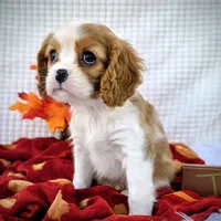 Chestnut, a male Cavalier King Charles Spaniel for sale in Woodburn, IN – Photo 1 of 4
