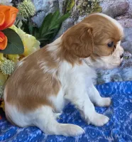 Bud, a male Cavalier King Charles Spaniel for sale in Woodburn, IN – Photo 4 of 4