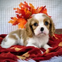 Chestnut, a male Cavalier King Charles Spaniel for sale in Woodburn, IN – Photo 4 of 4