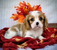 Chestnut, a male Cavalier King Charles Spaniel for sale in Woodburn, IN – Photo 4 of 4