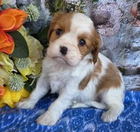 Bud, a male Cavalier King Charles Spaniel for sale in Woodburn, IN – Photo 2 of 4