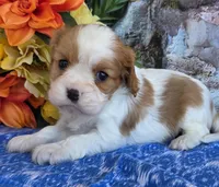 Bud, a male Cavalier King Charles Spaniel for sale in Woodburn, IN – Photo 1 of 4