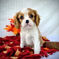 Chestnut, a male Cavalier King Charles Spaniel for sale in Woodburn, IN – Photo 2 of 4