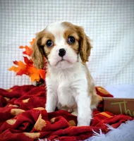 Chestnut, a male Cavalier King Charles Spaniel for sale in Woodburn, IN – Photo 2 of 4
