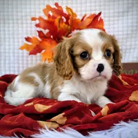 Chestnut, a male Cavalier King Charles Spaniel for sale in Woodburn, IN – Photo 3 of 4