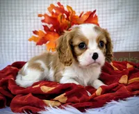 Chestnut, a male Cavalier King Charles Spaniel for sale in Woodburn, IN – Photo 3 of 4