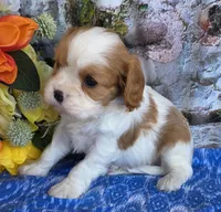 Bud, a male Cavalier King Charles Spaniel for sale in Woodburn, IN – Photo 3 of 4