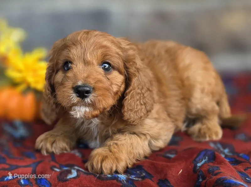 Pecan – Cavapoo puppy for sale in Woodburn, IN