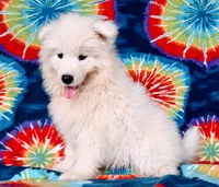 Reef, a male Samoyed for sale in Woodburn, IN – 6 of 6