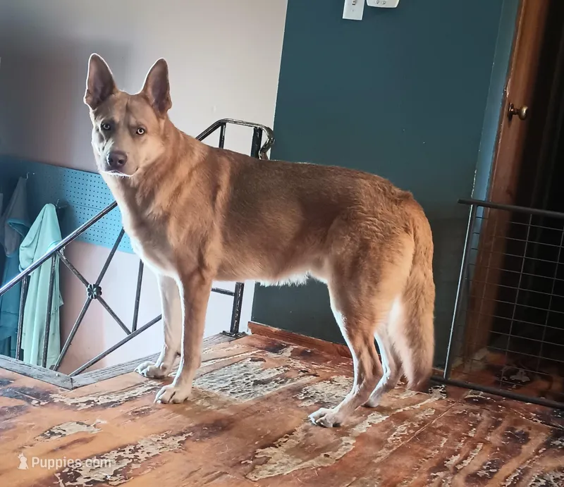 Beauty – German Shepherd Dog puppy for sale in Decatur, IN