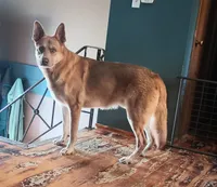 Beauty, a female German Shepherd Dog for sale in Decatur, IN – Photo 1 of 2