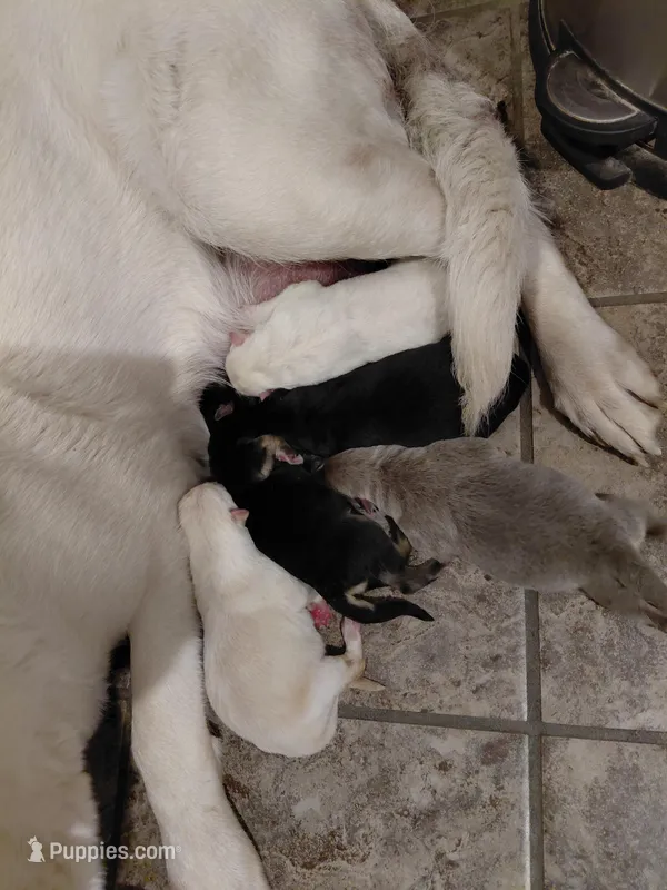 Beauty – German Shepherd Dog puppy for sale in Decatur, IN