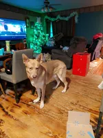 Sky, a female German Shepherd Dog for sale in Decatur, IN – 4 of 5