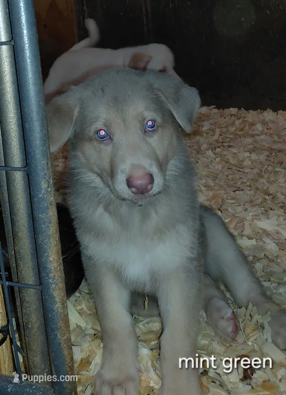Venus – German Shepherd Dog puppy for sale in Decatur, IN