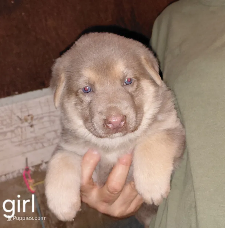 Sky – German Shepherd Dog puppy for sale in Decatur, IN