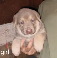 Sky, a female German Shepherd Dog for sale in Decatur, IN – 1 of 5