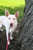 Sky, a female German Shepherd Dog for sale in Decatur, IN – 3 of 4